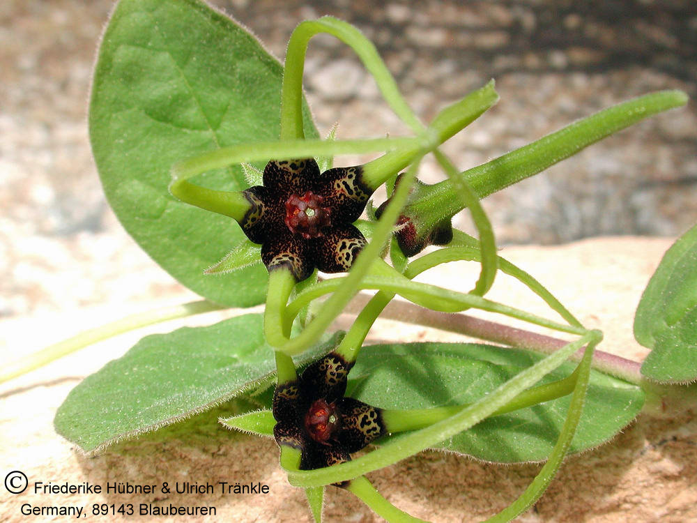 Fotoausstellung Brachystelma